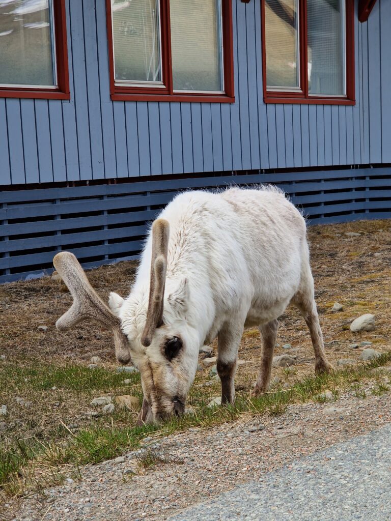 Svalbard Reindeer
