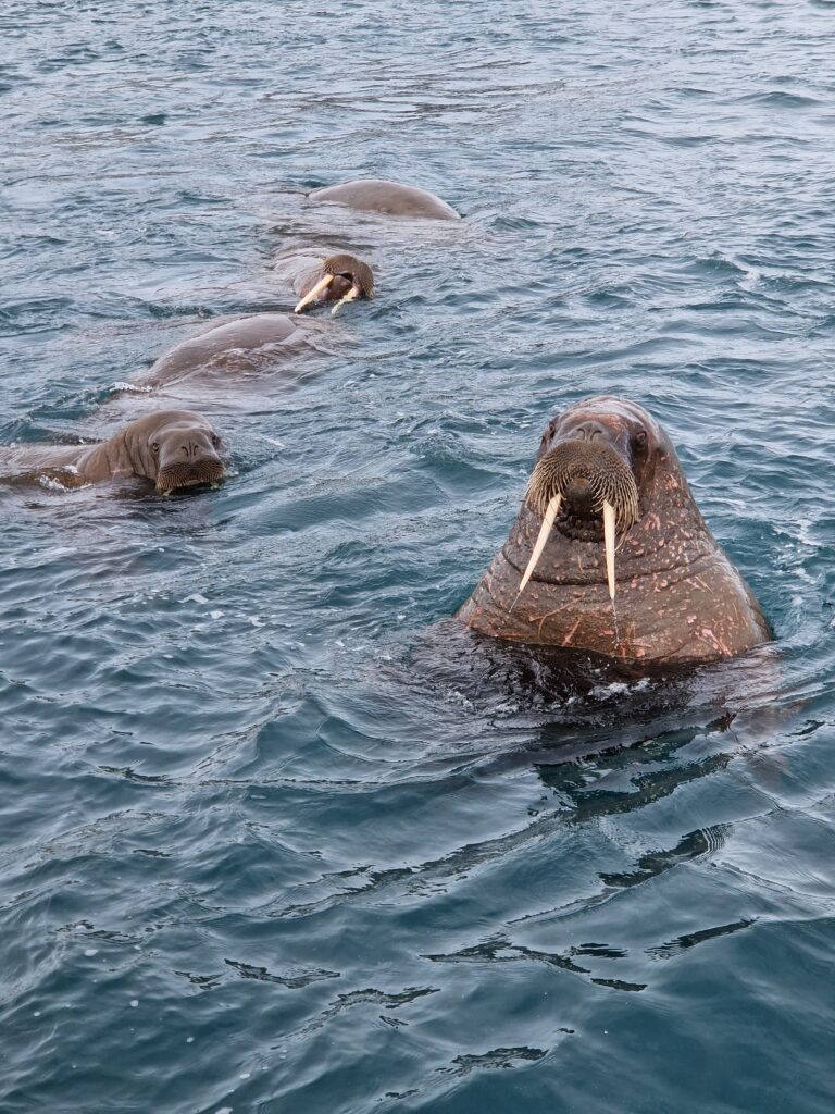 Arctic Walruses in their natural habitat