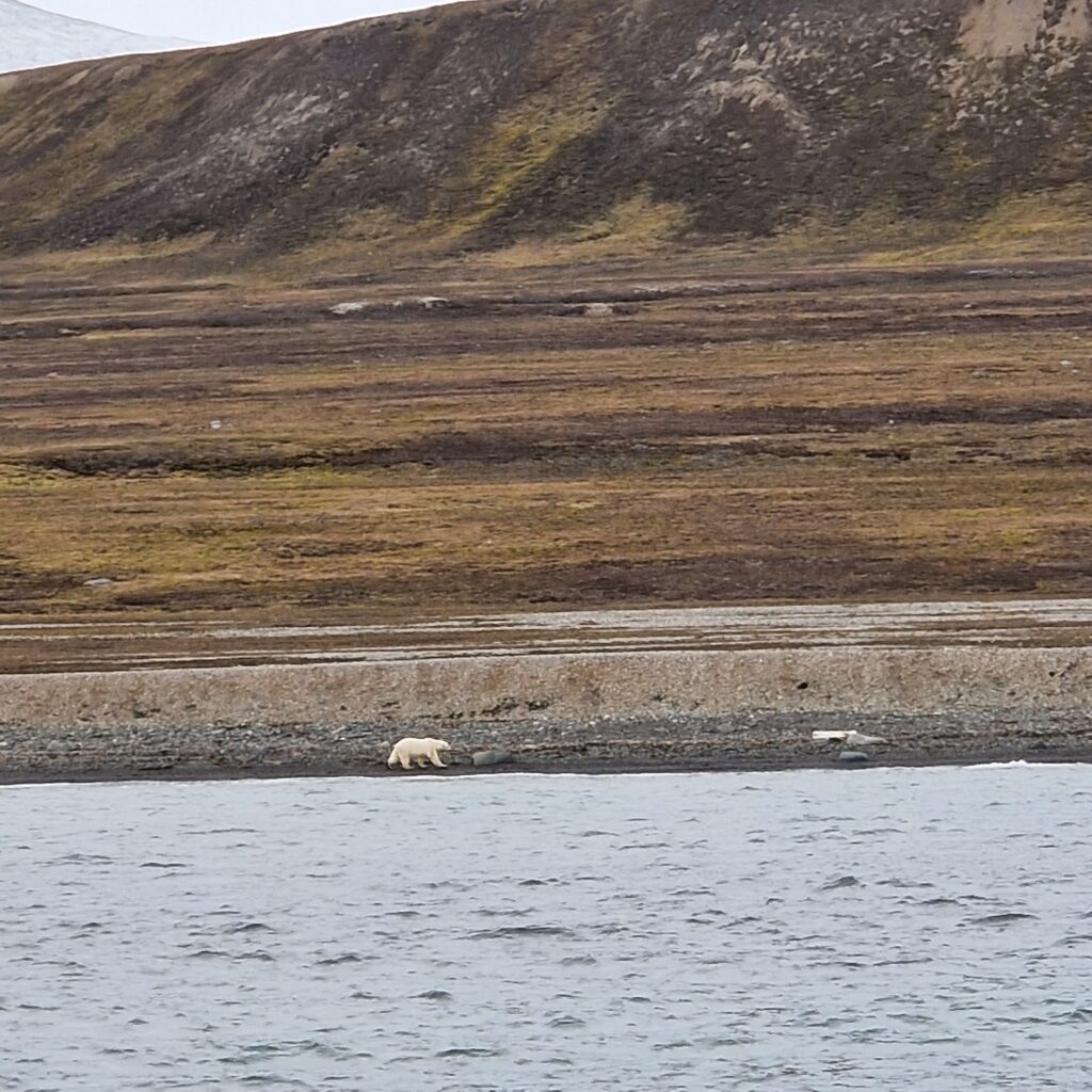 Polar Bear roaming Svalbard