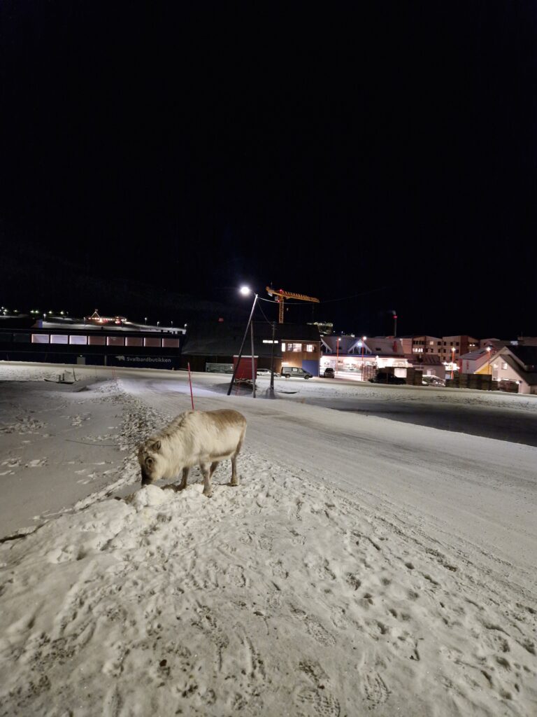 Svalbard reindeer