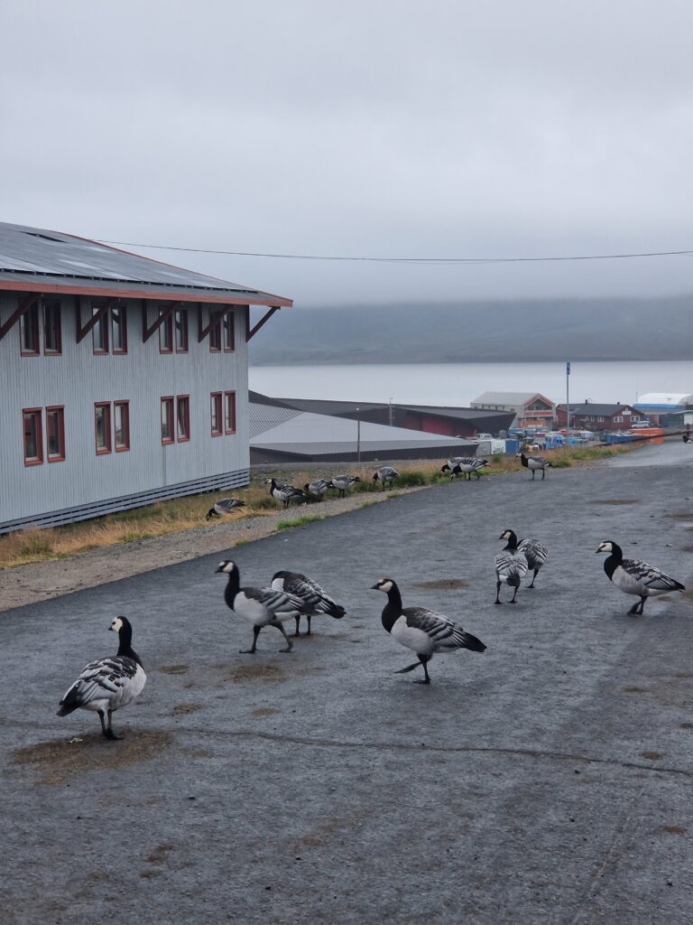 Geese in Longyearbyen