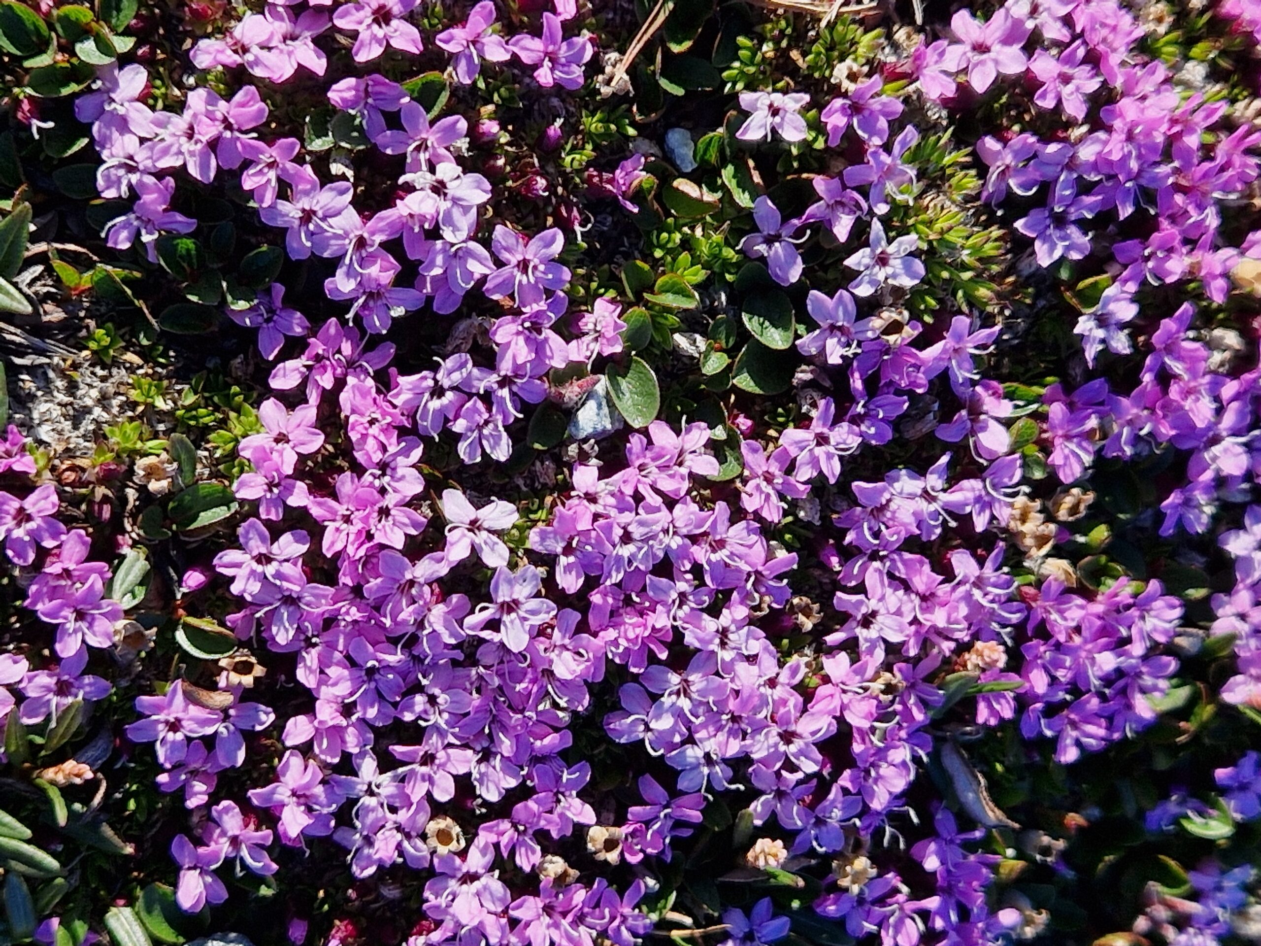 Moss Campion (Silene acaulis)