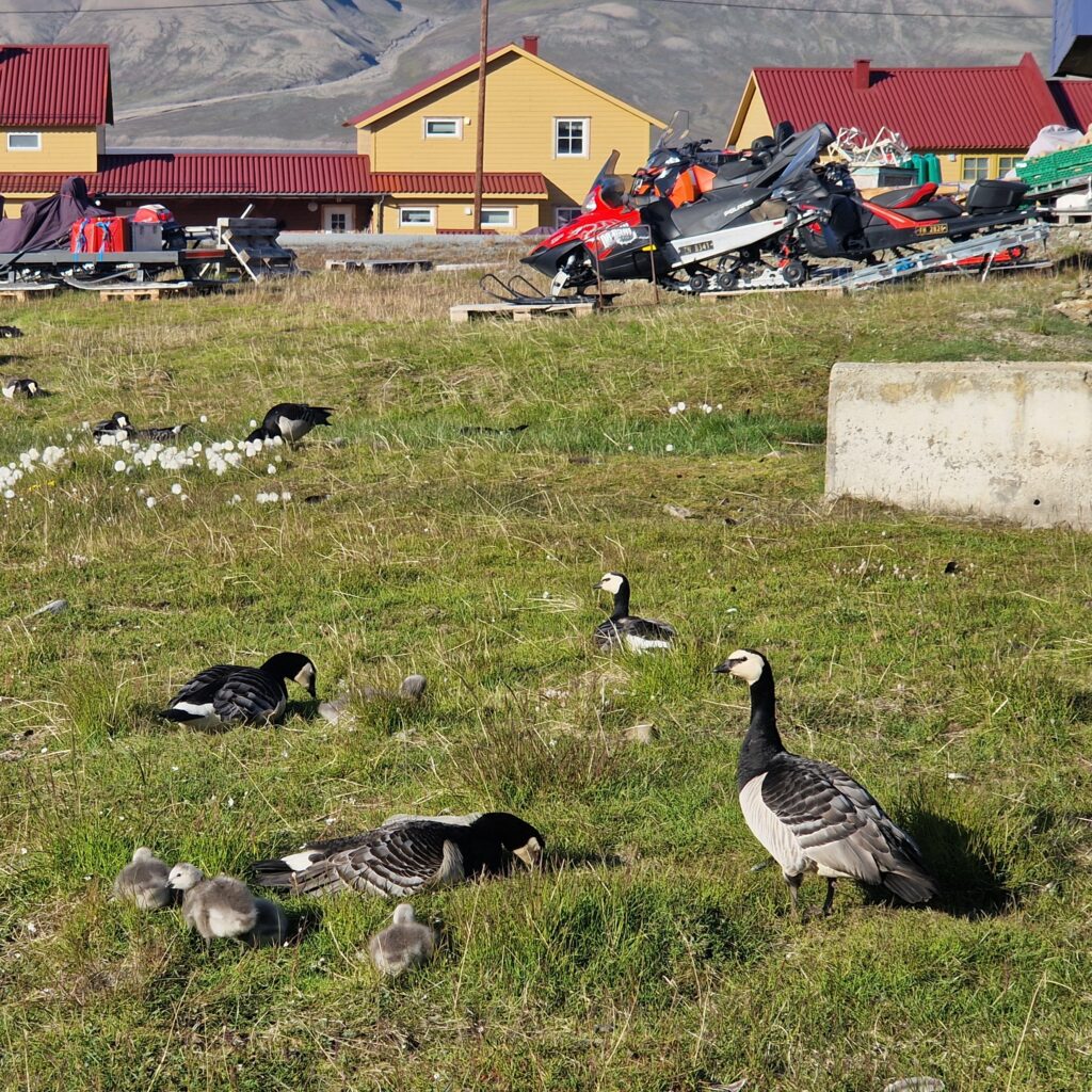 Svalbard geese with chicks