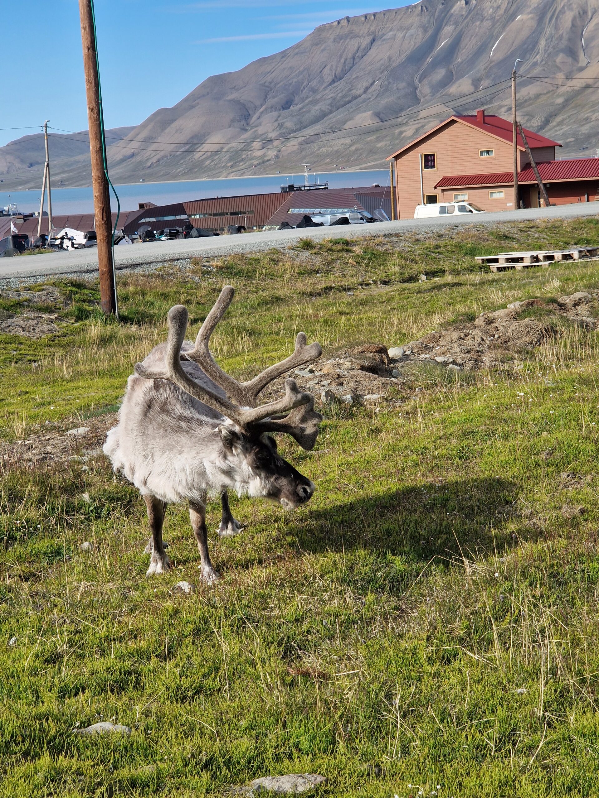 Svalbard Reindeer